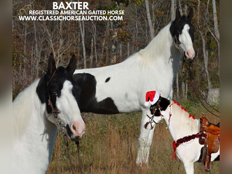 Tennessee walking horse Caballo castrado 4 años 142 cm Tobiano-todas las-capas in Lawrenceburg