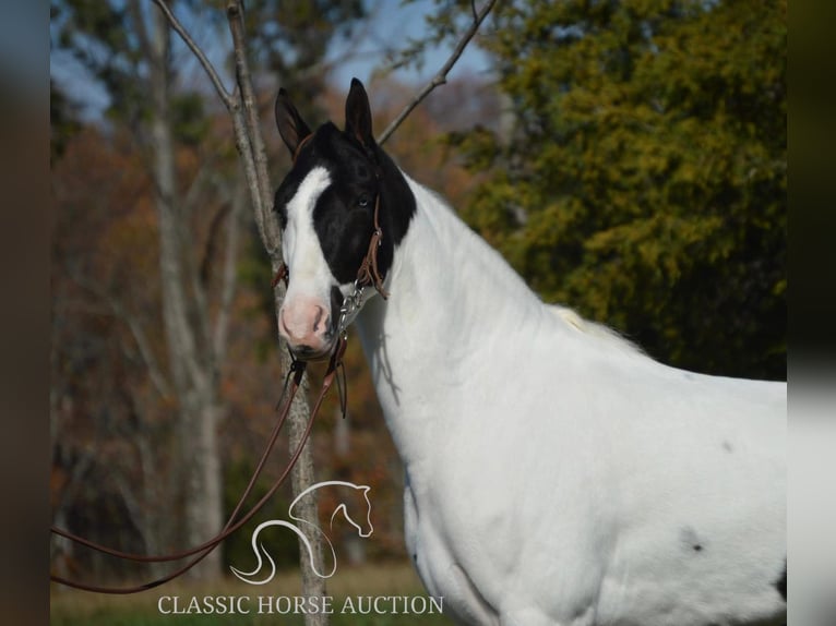 Tennessee walking horse Caballo castrado 4 años 142 cm Tobiano-todas las-capas in Lawrenceburg