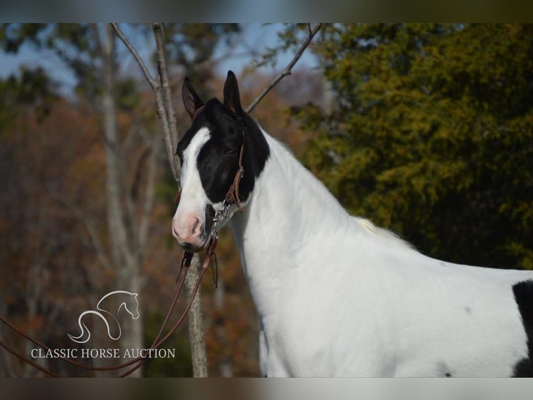 Tennessee walking horse Caballo castrado 4 años 142 cm Tobiano-todas las-capas in Lawrenceburg