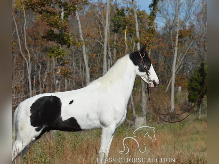 Tennessee walking horse Caballo castrado 4 años 142 cm Tobiano-todas las-capas in Lawrenceburg