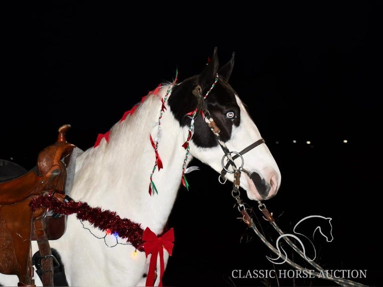 Tennessee walking horse Caballo castrado 4 años 142 cm Tobiano-todas las-capas in Lawrenceburg