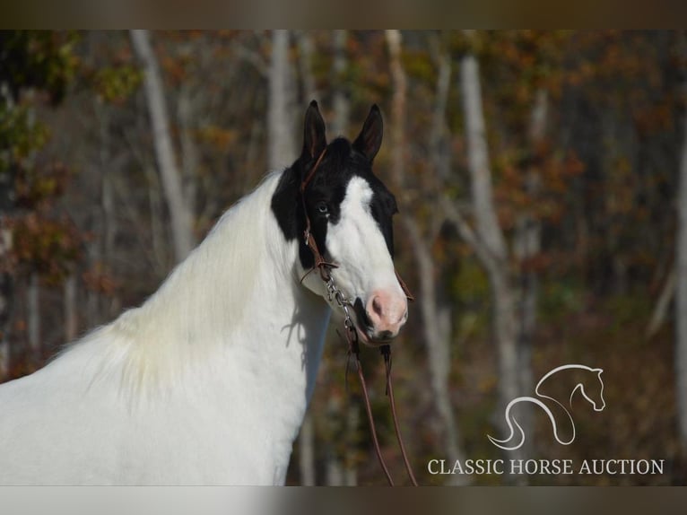 Tennessee walking horse Caballo castrado 4 años 142 cm Tobiano-todas las-capas in Lawrenceburg