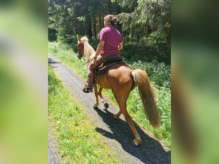 Tennessee walking horse Caballo castrado 4 años 148 cm Alazán in Dipperz