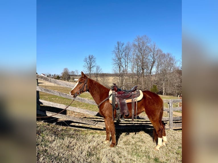 Tennessee walking horse Caballo castrado 4 años 152 cm Alazán rojizo in Campbellsville ,KY