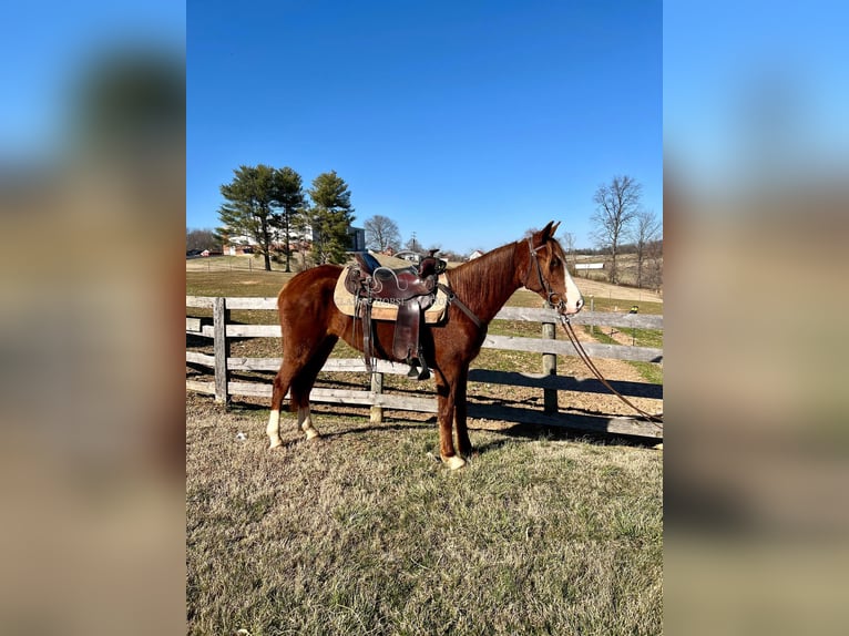 Tennessee walking horse Caballo castrado 4 años 152 cm Alazán rojizo in Campbellsville ,KY