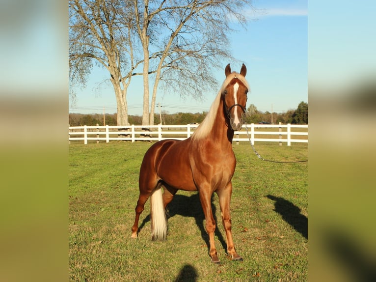 Tennessee walking horse Caballo castrado 4 años 152 cm Alazán rojizo in Lewisburg, TN