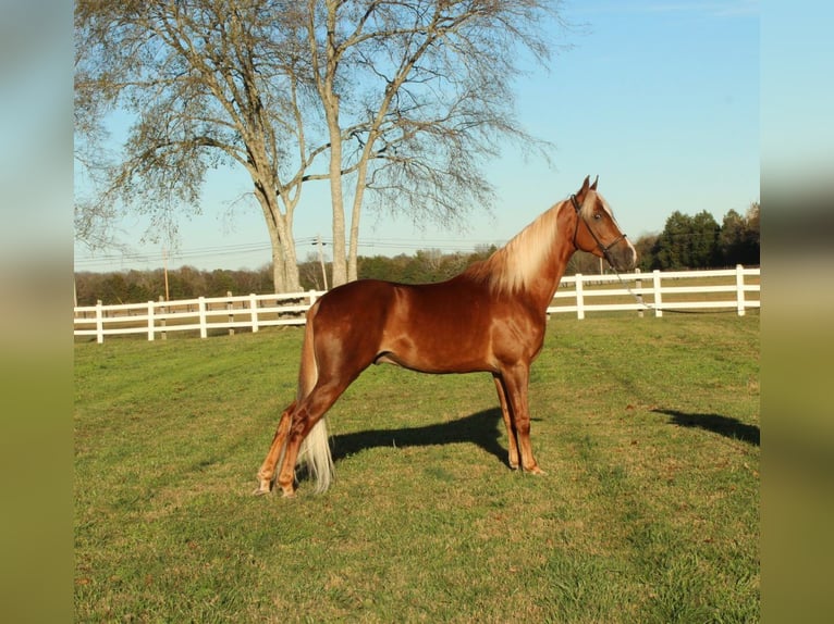 Tennessee walking horse Caballo castrado 4 años 152 cm Alazán rojizo in Lewisburg, TN