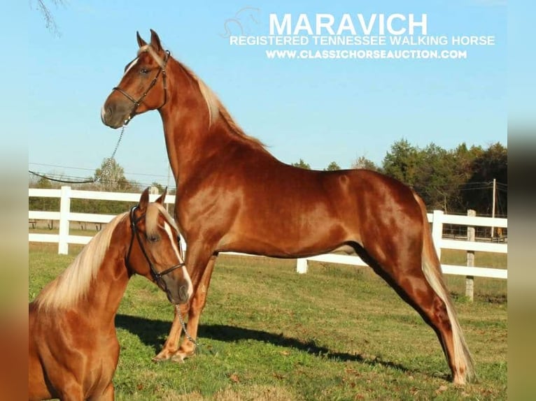 Tennessee walking horse Caballo castrado 4 años 152 cm Alazán rojizo in Lewisburg, TN