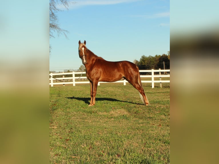 Tennessee walking horse Caballo castrado 4 años 152 cm Alazán rojizo in Lewisburg, TN