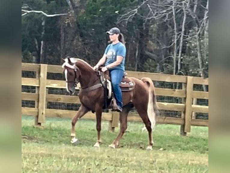 Tennessee walking horse Caballo castrado 4 años 152 cm Alazán rojizo in Lewisburg, TN