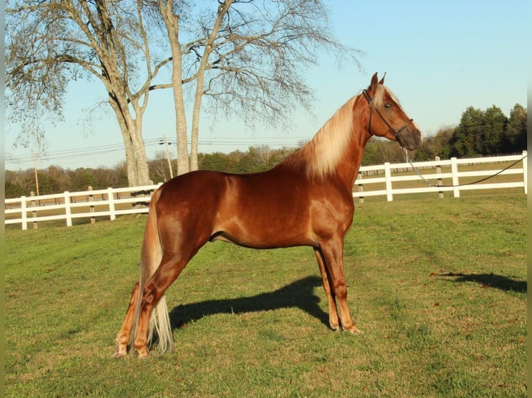 Tennessee walking horse Caballo castrado 4 años 152 cm Alazán rojizo in Lewisburg, TN