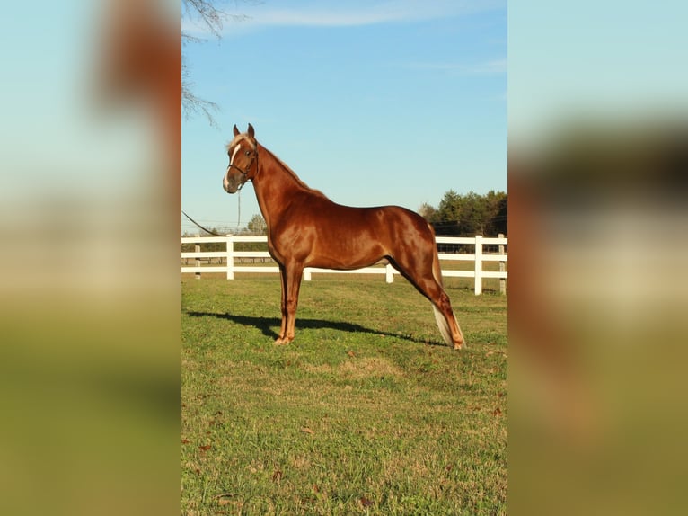 Tennessee walking horse Caballo castrado 4 años 152 cm Alazán rojizo in Lewisburg, TN