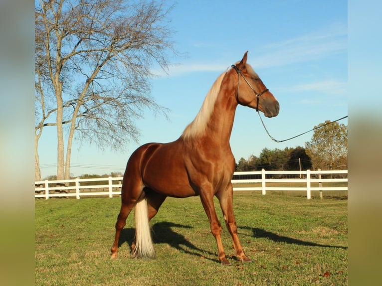 Tennessee walking horse Caballo castrado 4 años 152 cm Alazán rojizo in Lewisburg, TN