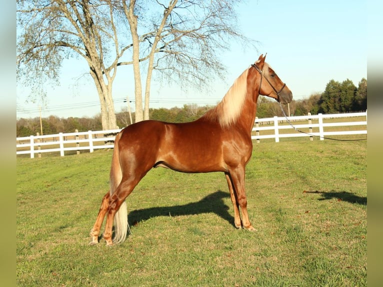 Tennessee walking horse Caballo castrado 4 años 152 cm Alazán rojizo in Lewisburg, TN