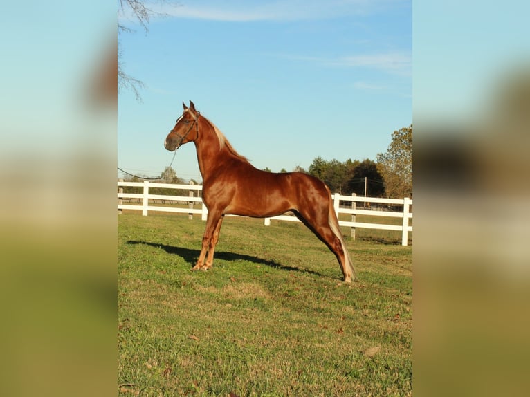 Tennessee walking horse Caballo castrado 4 años 152 cm Alazán rojizo in Lewisburg, TN