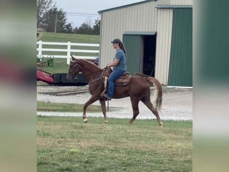 Tennessee walking horse Caballo castrado 4 años 152 cm Alazán rojizo in Lewisburg, TN