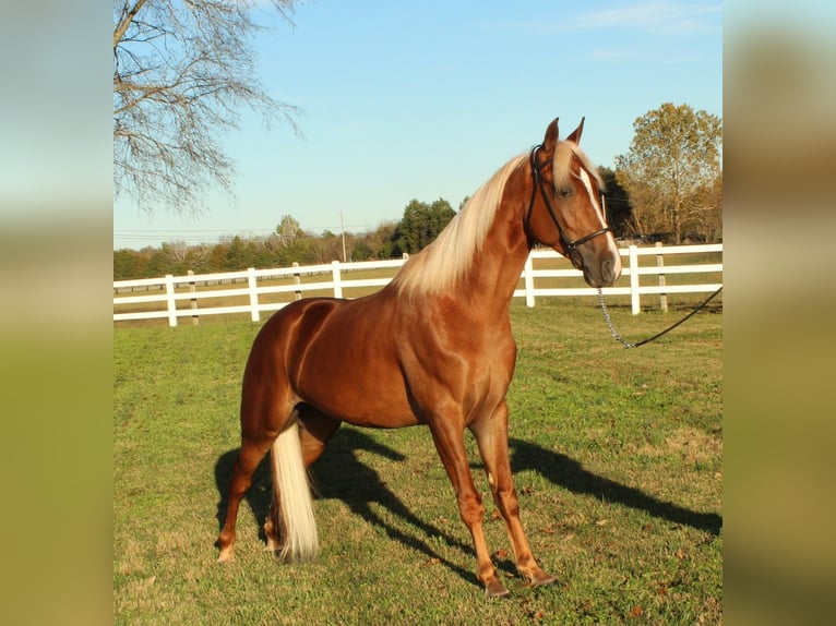 Tennessee walking horse Caballo castrado 4 años 152 cm Alazán rojizo in Lewisburg, TN