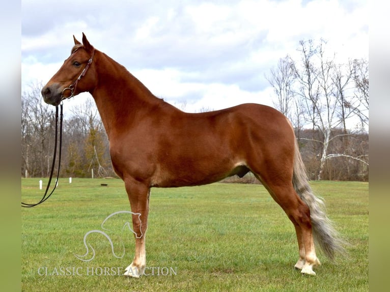 Tennessee walking horse Caballo castrado 4 años 152 cm Alazán-tostado in Salt Lick, KY