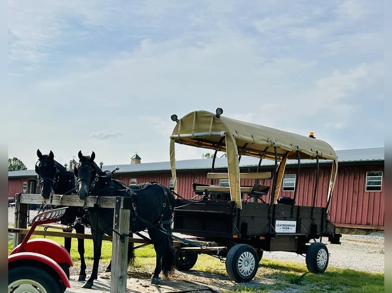 Tennessee walking horse Caballo castrado 4 años 152 cm in Lewisburg, TN