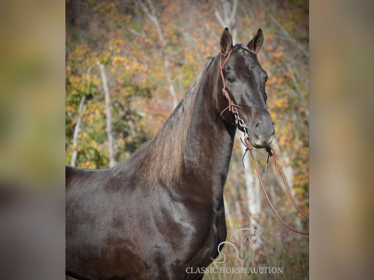 Tennessee walking horse Caballo castrado 4 años 152 cm Castaño in Hustonville, KY