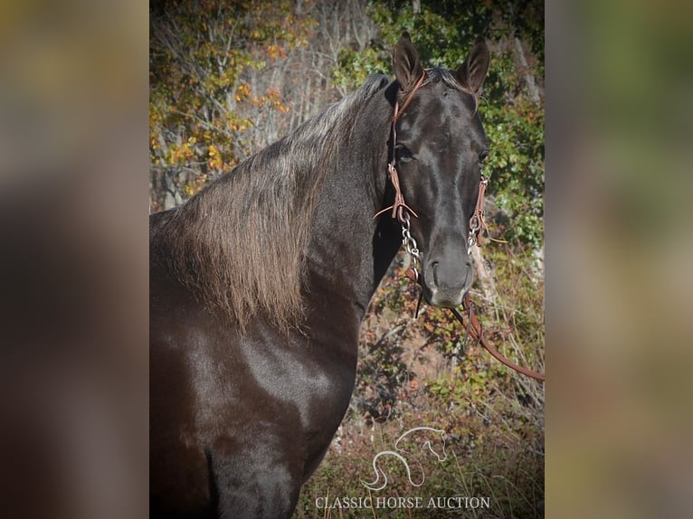 Tennessee walking horse Caballo castrado 4 años 152 cm Castaño in Hustonville, KY