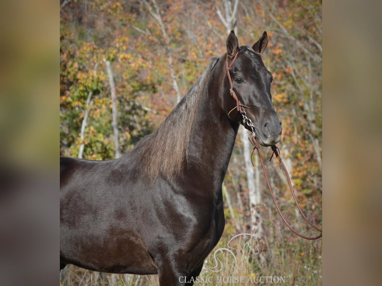 Tennessee walking horse Caballo castrado 4 años 152 cm Castaño in Hustonville, KY