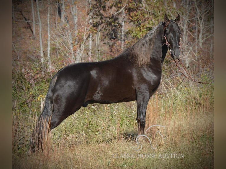 Tennessee walking horse Caballo castrado 4 años 152 cm Castaño in Hustonville, KY