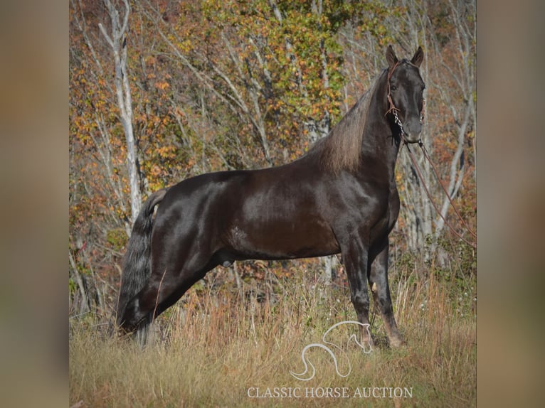 Tennessee walking horse Caballo castrado 4 años 152 cm Castaño in Hustonville, KY