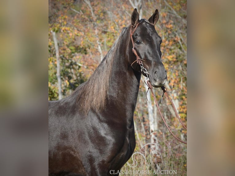 Tennessee walking horse Caballo castrado 4 años 152 cm Castaño in Hustonville, KY