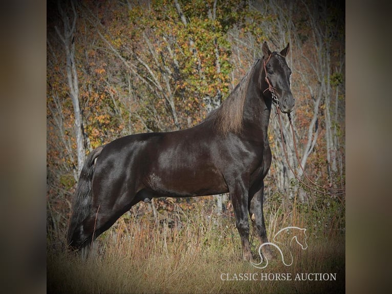 Tennessee walking horse Caballo castrado 4 años 152 cm Castaño in Hustonville, KY