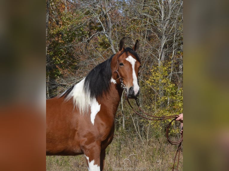 Tennessee walking horse Caballo castrado 4 años 152 cm Castaño rojizo in Hustonville, KY