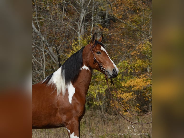 Tennessee walking horse Caballo castrado 4 años 152 cm Castaño rojizo in Hustonville, KY