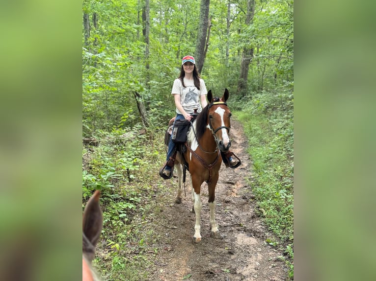 Tennessee walking horse Caballo castrado 4 años 152 cm Castaño rojizo in Hustonville, KY