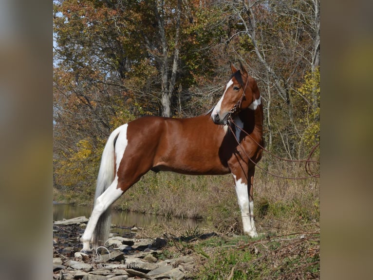 Tennessee walking horse Caballo castrado 4 años 152 cm Castaño rojizo in Hustonville, KY