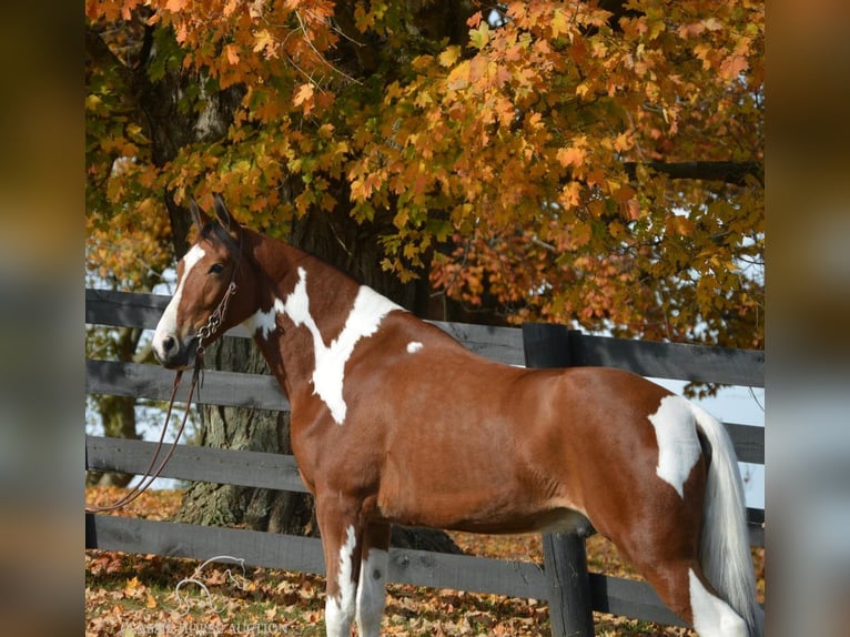 Tennessee walking horse Caballo castrado 4 años 152 cm Castaño rojizo in Hustonville, KY