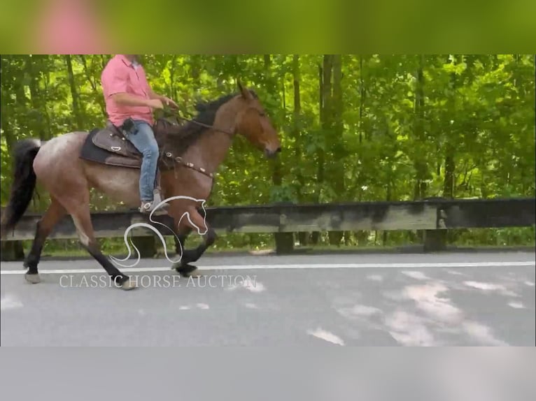 Tennessee walking horse Caballo castrado 4 años 152 cm Castaño rojizo in Whitley City, KY