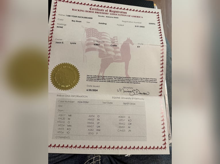 Tennessee walking horse Caballo castrado 4 años 152 cm Castaño rojizo in Whitley City, KY