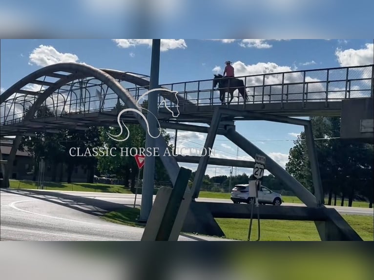 Tennessee walking horse Caballo castrado 4 años 152 cm Castaño rojizo in Whitley City, KY