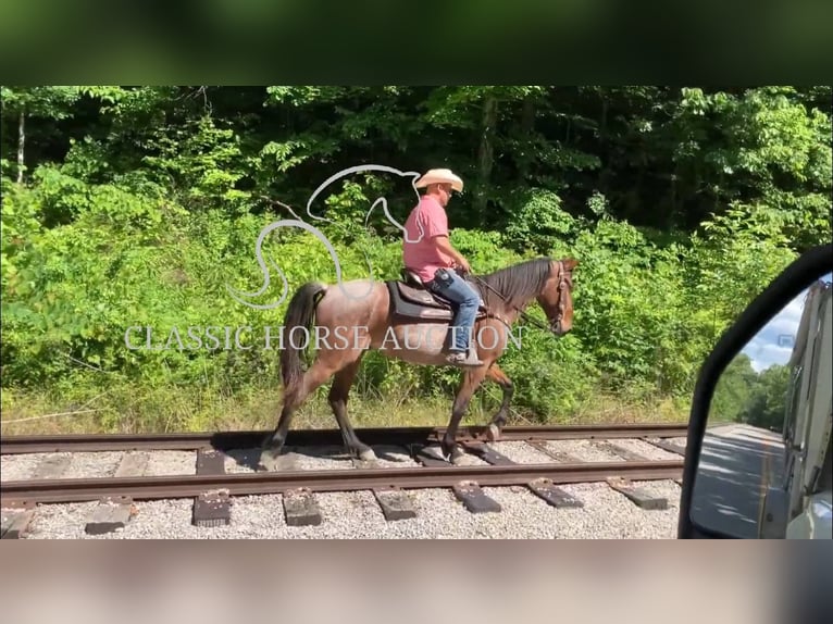 Tennessee walking horse Caballo castrado 4 años 152 cm Castaño rojizo in Whitley City, KY