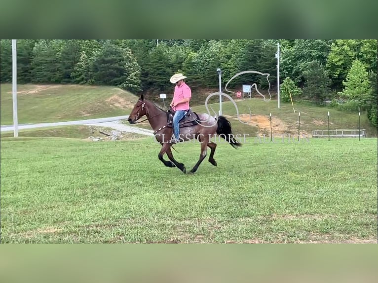 Tennessee walking horse Caballo castrado 4 años 152 cm Castaño rojizo in Whitley City, KY