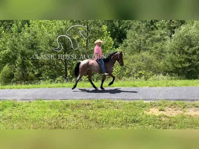 Tennessee walking horse Caballo castrado 4 años 152 cm Castaño rojizo in Whitley City, KY