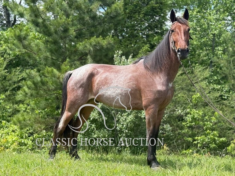 Tennessee walking horse Caballo castrado 4 años 152 cm Castaño rojizo in Whitley City, KY