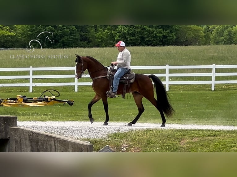 Tennessee walking horse Caballo castrado 4 años 152 cm Castaño rojizo in Lewisburg, TN