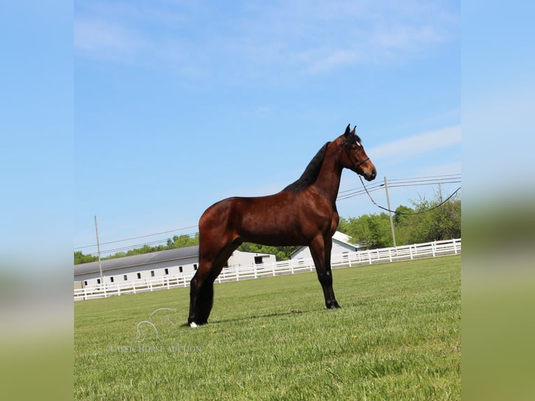 Tennessee walking horse Caballo castrado 4 años 152 cm Castaño rojizo in Lewisburg, TN