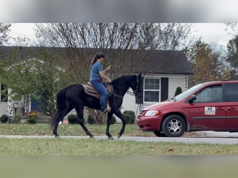 Tennessee walking horse Caballo castrado 4 años 152 cm Negro in Lewisburg, TN