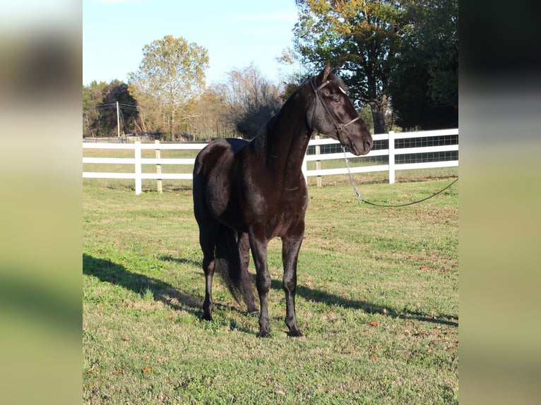 Tennessee walking horse Caballo castrado 4 años 152 cm Negro in Lewisburg, TN