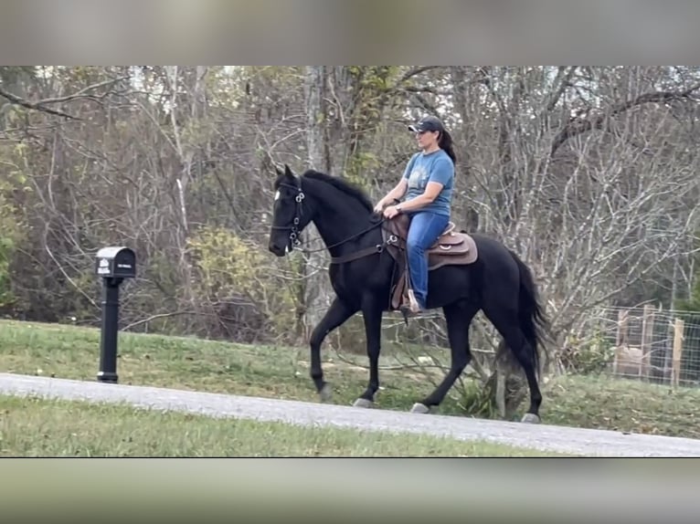 Tennessee walking horse Caballo castrado 4 años 152 cm Negro in Lewisburg, TN