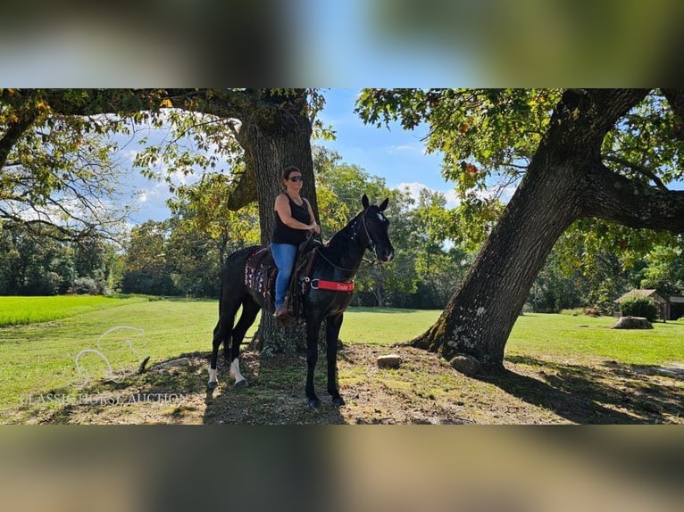 Tennessee walking horse Caballo castrado 4 años 152 cm Negro in Gillsville, GA