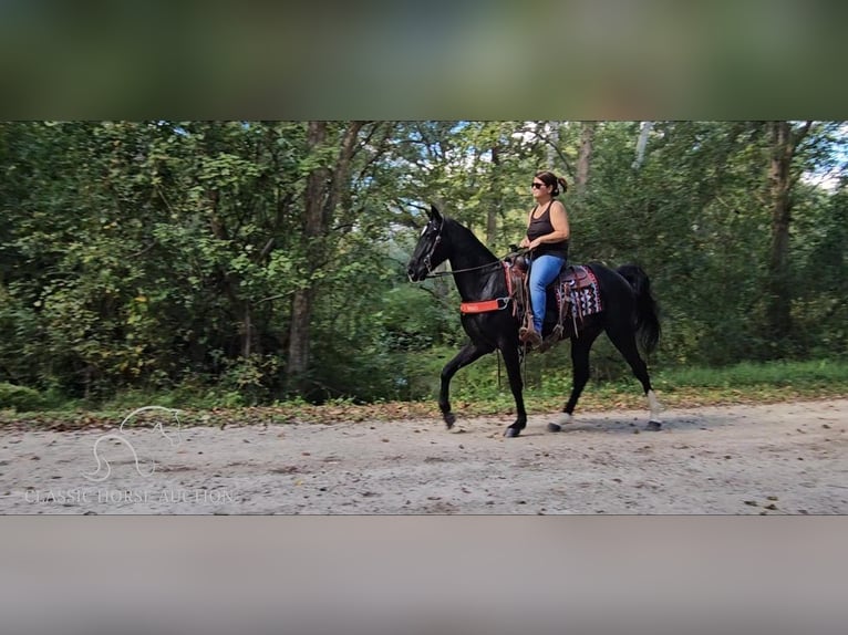 Tennessee walking horse Caballo castrado 4 años 152 cm Negro in Gillsville, GA