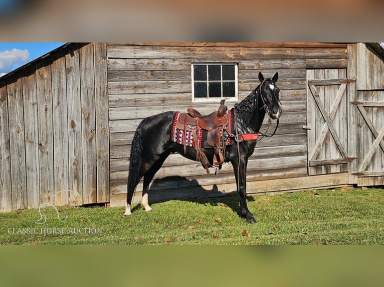 Tennessee walking horse Caballo castrado 4 años 152 cm Negro in Gillsville, GA